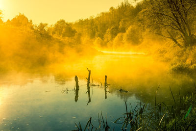 A beautiful spring sunrise scenery with plants growing on the banks of river. springtime landscape.