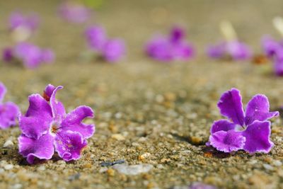 Close-up of pink crocus flowers on land