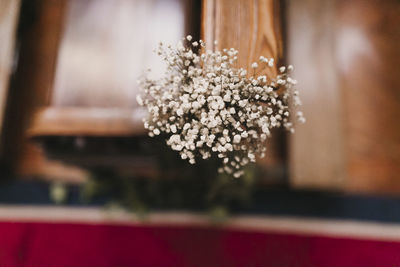 Close-up of white flowering plant