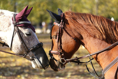 Close-up of horse on field