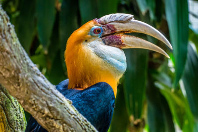 Close-up of bird perching on branch