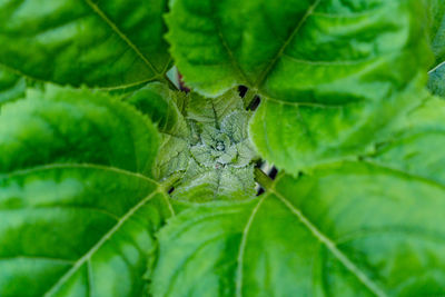 Close-up of green leaves