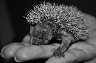 Little hedgehog