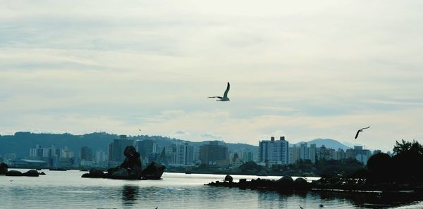 Bird flying over river in city