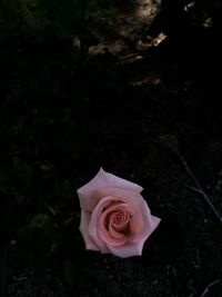 High angle view of rose roses