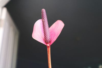 Close-up of pink rose flower