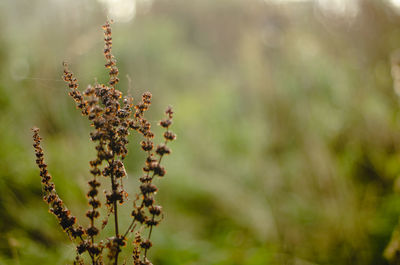 Close-up of flowering plant on field