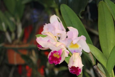 Close-up of pink flowers blooming outdoors