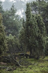 Trees in forest