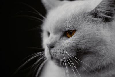 Close-up portrait of cat