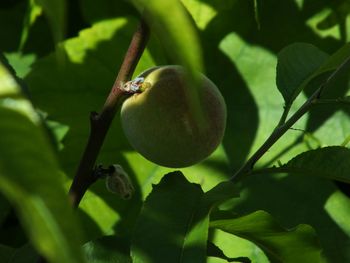 Close-up of plant