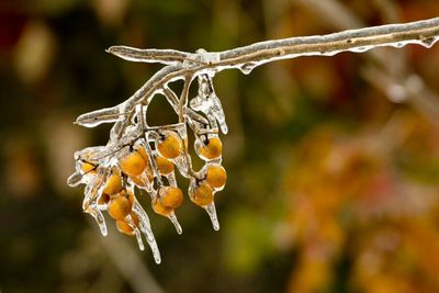 Close-up of twig against blurred background