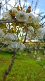 Close-up of white flowers blooming on tree