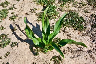 High angle view of plant