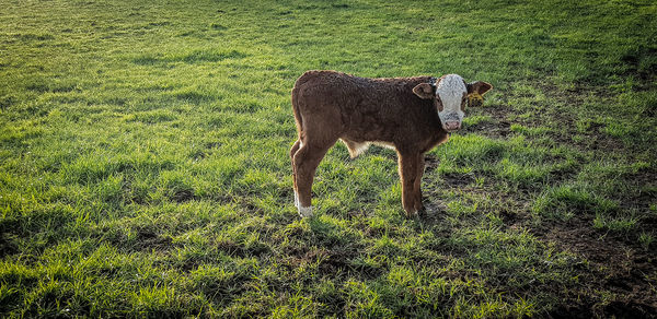 View of a horse on field