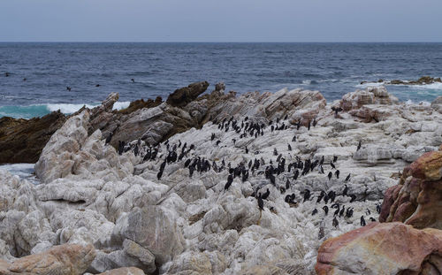 African penguins and cormorants on boulders beach in simon town south africa