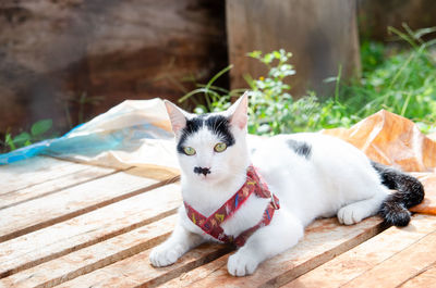 Close-up portrait of a cat