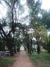 Road amidst trees