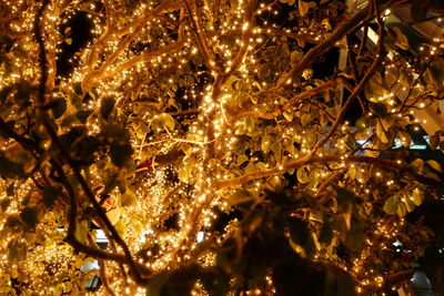 Low angle view of illuminated tree at night