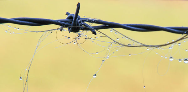 Close-up of water drops on barbed wire