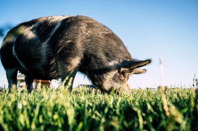 View of a horse grazing in field