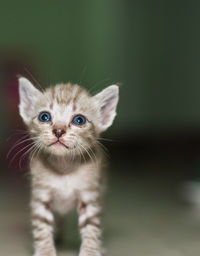Close-up of cute kitten looking away