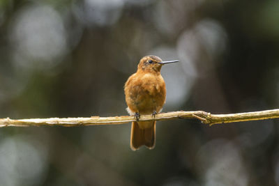 Close-up of bird perching on branch