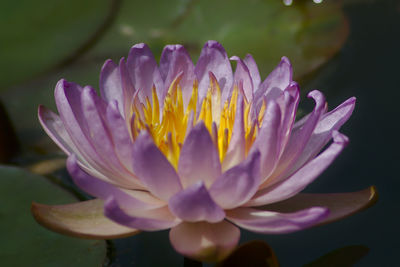 Close-up of purple water lily