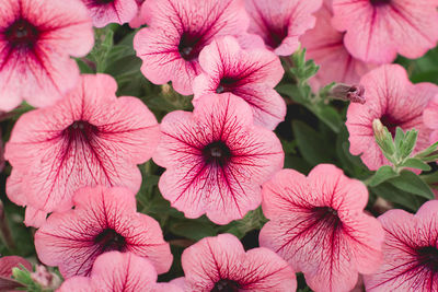 Close-up of pink flowering plants