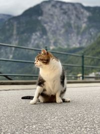 Cat sitting on road