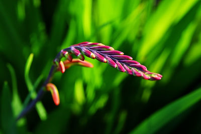 Close-up of plant