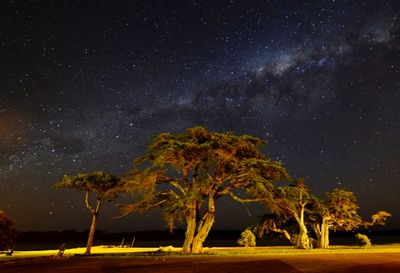 Trees on field against sky at night