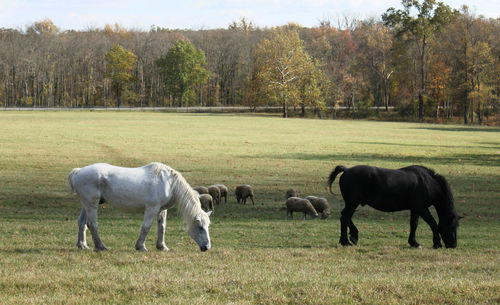 Horses and sheep grazing on grassy field against sky