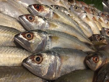 Close-up of fish for sale in market