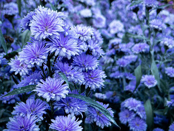 Close-up of purple flowering plants