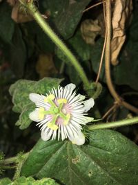 Close-up of flower blooming outdoors