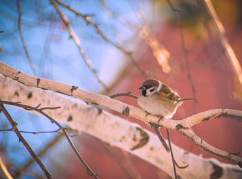 Close-up of bird perching on branch