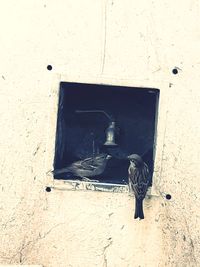 Close-up of a bird against wall