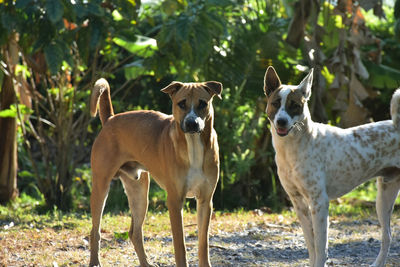 Portrait of dogs standing on field