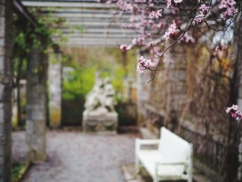 Close up of flowers blooming on tree