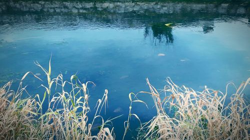 High angle view of plants in lake