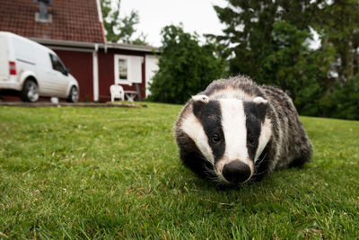 Close-up of sheep on grass