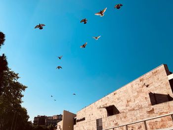 Low angle view of birds flying in sky