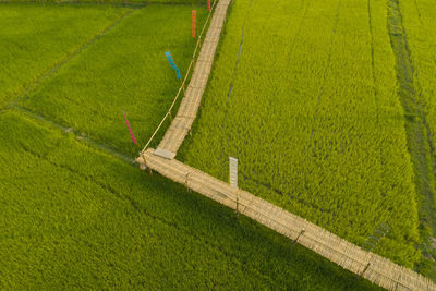 High angle view of agricultural field