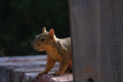 Squirrel on retaining wall