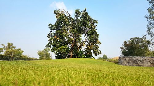 Trees on field against clear sky