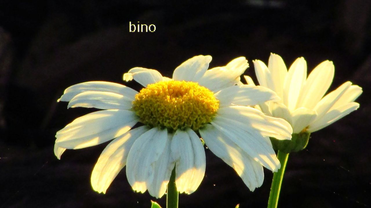 flower, flowering plant, fragility, vulnerability, plant, freshness, growth, flower head, petal, inflorescence, beauty in nature, close-up, yellow, focus on foreground, pollen, no people, nature, outdoors, white color, day