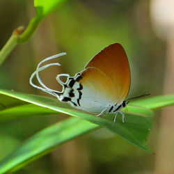 Close-up of insect on leaf