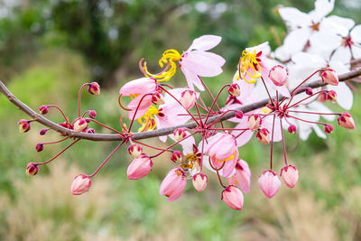 Close-up of pink cherry blossoms in spring