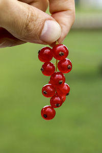 Close-up of hand holding red berries